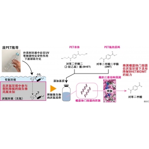 產(chǎn)綜研發(fā)現(xiàn)微生物，在無氧環(huán)境下可降解PET原料