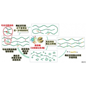 大阪大學(xué)開發(fā)出可生物降解聚合物,韌性提升8倍、可降解性和可回收性提高20倍