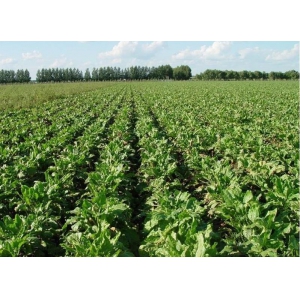 <strong>新疆甜菜聚乙烯地膜降解專(zhuān)用自然生態(tài)降解母粒PDM5000</strong>