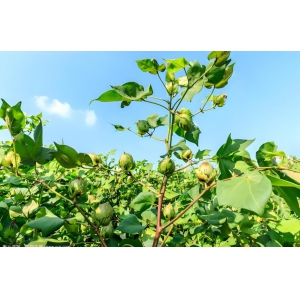 今年我國棉花種植面積預計超4482萬畝